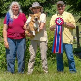 Pembroke Welsh Corgi Puppies from Outlands Corgis
