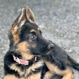 German Shepherd Puppies from Oregon German Shepherds
