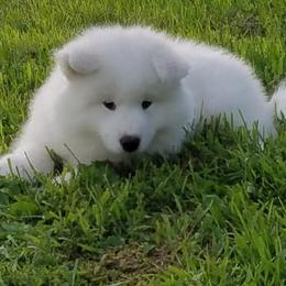 Samoyed Puppies from SnoFox Samoyeds