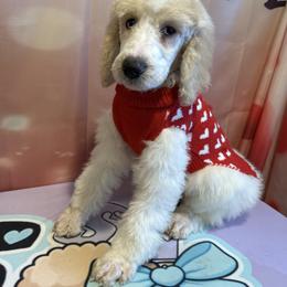 Zane - Parti male Poodle puppy in Mobile, Alabama from Semmy’s Standard Poodle LLC