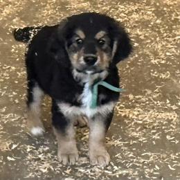 Male Tri Color - male Golden Mountain Dog puppy in Tacoma, Washington from Canyon Meadows Farm