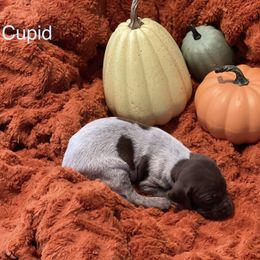 Cupid - White and liver German Shorthaired Pointer puppy in Weeki Wachee, Florida from River Ridge GSP