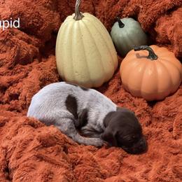 Cupid - White and liver German Shorthaired Pointer puppy in Weeki Wachee, Florida from River Ridge GSP