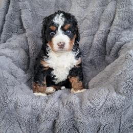 Raven - Tri-color female Bernedoodle puppy in East Earl, Pennsylvania from Mountainside Puppies