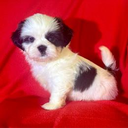 Buddy - Black and white male Shih Tzu puppy in Huntsville, Alabama from Sunnybrook Shih Tzu