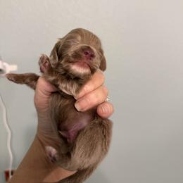Saturn - Fawn (Isabella) male Dachshund puppy in Irving, Texas from DFW Dachshunds by G & S