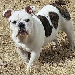 Bulldogs and French Bulldogs from JnJ Bulldogs