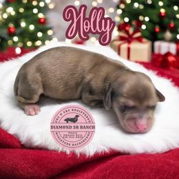 HOLLY - Cream female Dachshund puppy in Columbia, Louisiana from Diamond 5R Ranch AKC & CKC Miniature Dachshunds
