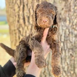 Chocolate Chip- Blue Collar - Chocolate male Goldendoodle puppy in Bay City, Texas from Charming Doods Goldendoodles