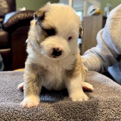 Boy 6 - male Icelandic Sheepdog puppy in Roseville, Ohio from Caradoc Kennel