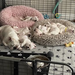 French Bulldog Puppies from Windy Vally Frenchies