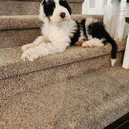 Sheepadoodle Puppies from Iroz doodles