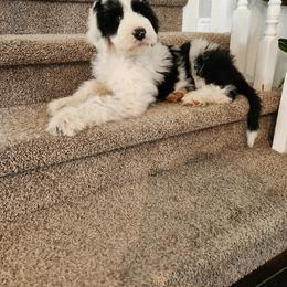 Sheepadoodle Puppies from Iroz doodles