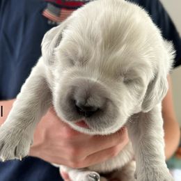 Girl 1 - female Golden Retriever puppy in Morris, Connecticut from Sterling Goldens