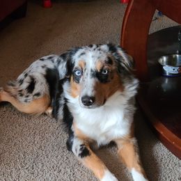 Deja - Miniature Australian Shepherd
