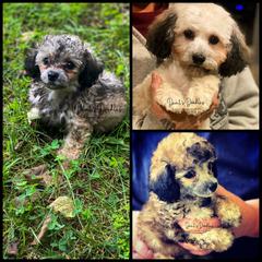 Goldendoodle, Labradoodle, Poodle, and Saint Berdoodle Puppies from Dent’s Doodles