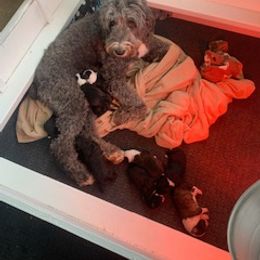 Sheepadoodle Puppies from Rolling Meadows Farm Doodles
