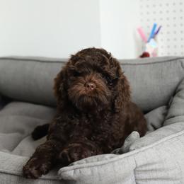Robyn - Chocolate female Australian Labradoodle puppy in Williamstown, New York from Lewis Manor Labradoodles