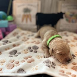 Golden Retriever Puppies from Sunshine Mountain Retrievers