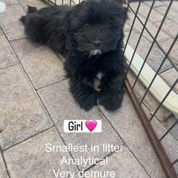 Girl 2 - Black female Companion Cross puppy in Lodi, California from V & V Kennels