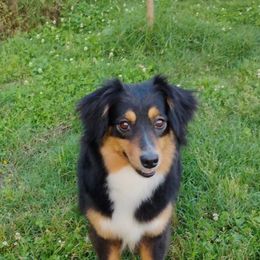 Ginger - Miniature Australian Shepherd