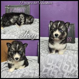 Joey - Black tan and white male Siberian Husky puppy in Bloomfield, Indiana from Paiges lil huskies