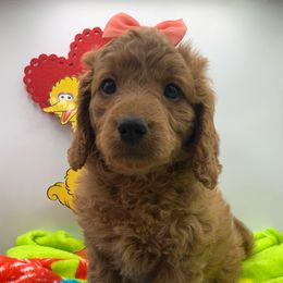 Girl 2 - Birdie (Little Bird) - Goldendoodle puppy in Waterford, Pennsylvania from Ruby’s Mini Goldendoodles