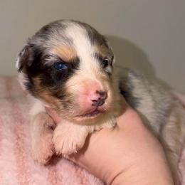 Clover - Blue merle female Australian Shepherd puppy in Anniston, Alabama from All Hale Aussies