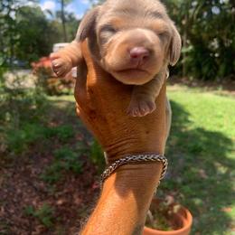 Jack - Fawn (isabella) and tan male Dachshund puppy in Westlake, Florida from Lazy Acres Farm