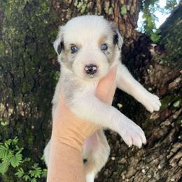 Girl 1 - Blue merle female Australian Shepherd puppy in Lakeland, Florida from Infinite Aussies