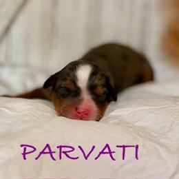 Parvati - Merle female Bernedoodle puppy in Gilbert, Arizona from Safe Havynn Doodles