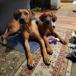 Rhodesian Ridgeback Puppies from Supernova Ridgebacks