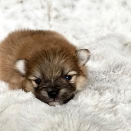 Pomeranian and Pomsky Puppies from Designer Pomeranians