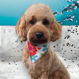 Goldendoodles from 4F Farms