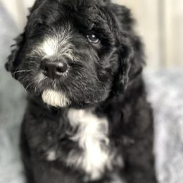 Bernedoodle and Goldendoodle Puppies from Paramount Family Doodles