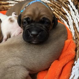 Light Blue - Fawn female Boxer puppy in Denver, Colorado from Yuni’s AKC Boxers