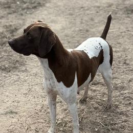 River - German Shorthaired Pointer