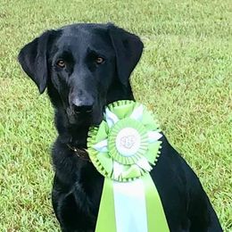 Labrador Retrievers from Cherrywood Kennel