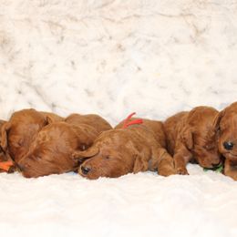 Bernedoodles, Bernese Mountain Dogs, Cavapoos, Goldendoodles, and Poodles from Happy Valley Puppies