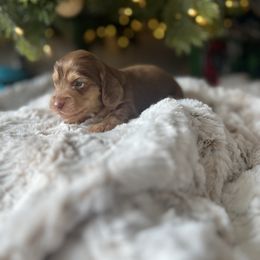 Red - Chocolate and tan male Dachshund puppy in Casper, Wyoming from Daisy's Doxies & Doodles