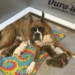 Boxer Puppies from JoyStarr Boxers