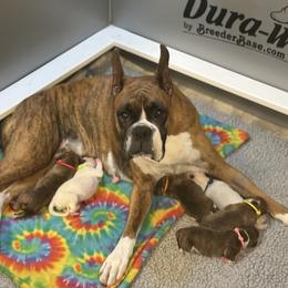 Boxer Puppies from JoyStarr Boxers