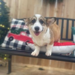 Ray - Sable male Pembroke Welsh Corgi puppy in Hueytown, Alabama from AAA Corgis