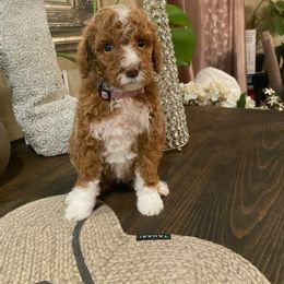 Aussiedoodle, Bernedoodle, and Poodle Puppies from Color Country Doodles