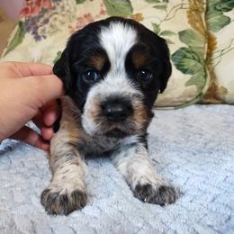 Jo - Tri-Roan female English Springer Spaniel puppy in Kingsport, Tennessee from Leandra's English Springer Spaniels