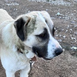 Anatolian Shepherd Dogs from Valley View Farms