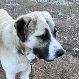 Anatolian Shepherd Dogs from Valley View Farms