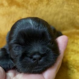 Great Pyrenees and Shih Tzu Puppies from Ashville Shih Tzu Chalet