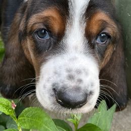 Basset Hound Puppies from Brookside Bassets
