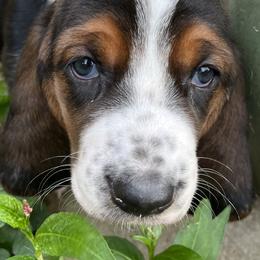 Basset Hound Puppies from Brookside Bassets